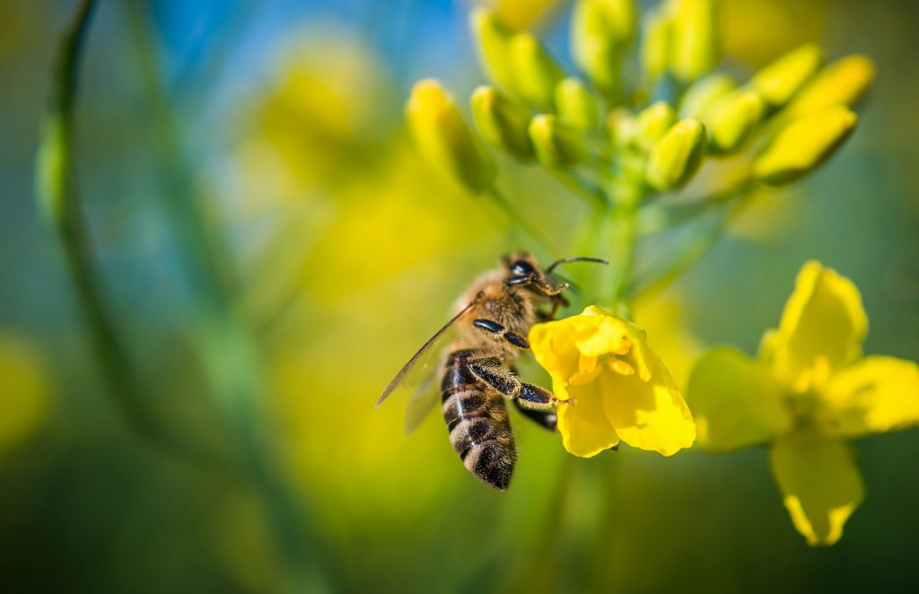 Une guepe sur une fleur dans la drome